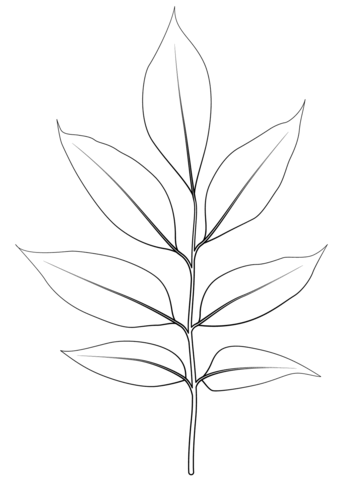 Arizona Ash Leaf Coloring Page